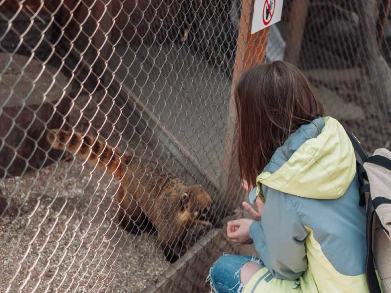 Principais ONGs de animais no Japão