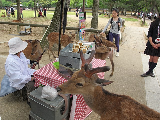 Animal welfare and rights in Japan - Wikipedia